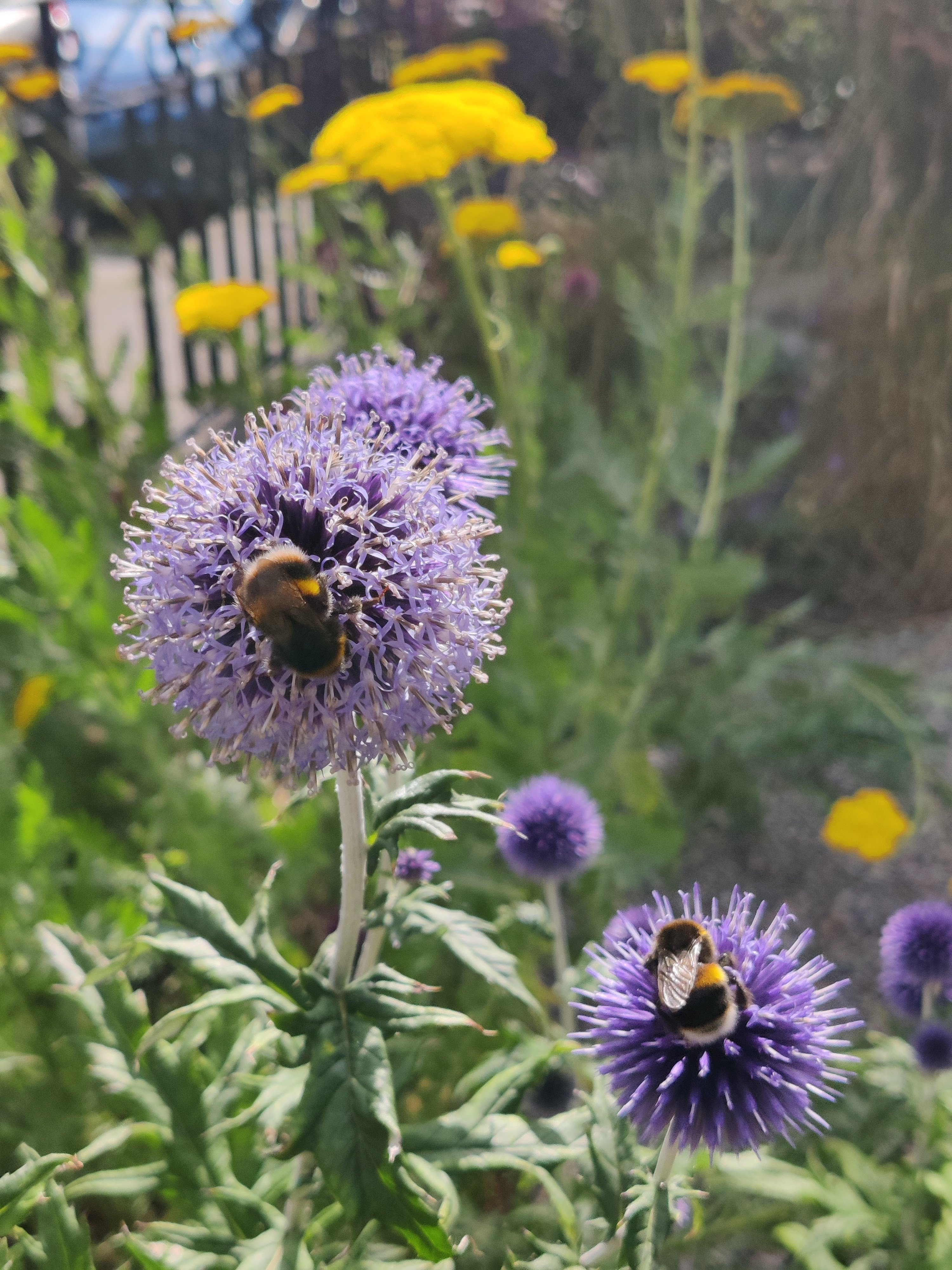 portobello Echinops